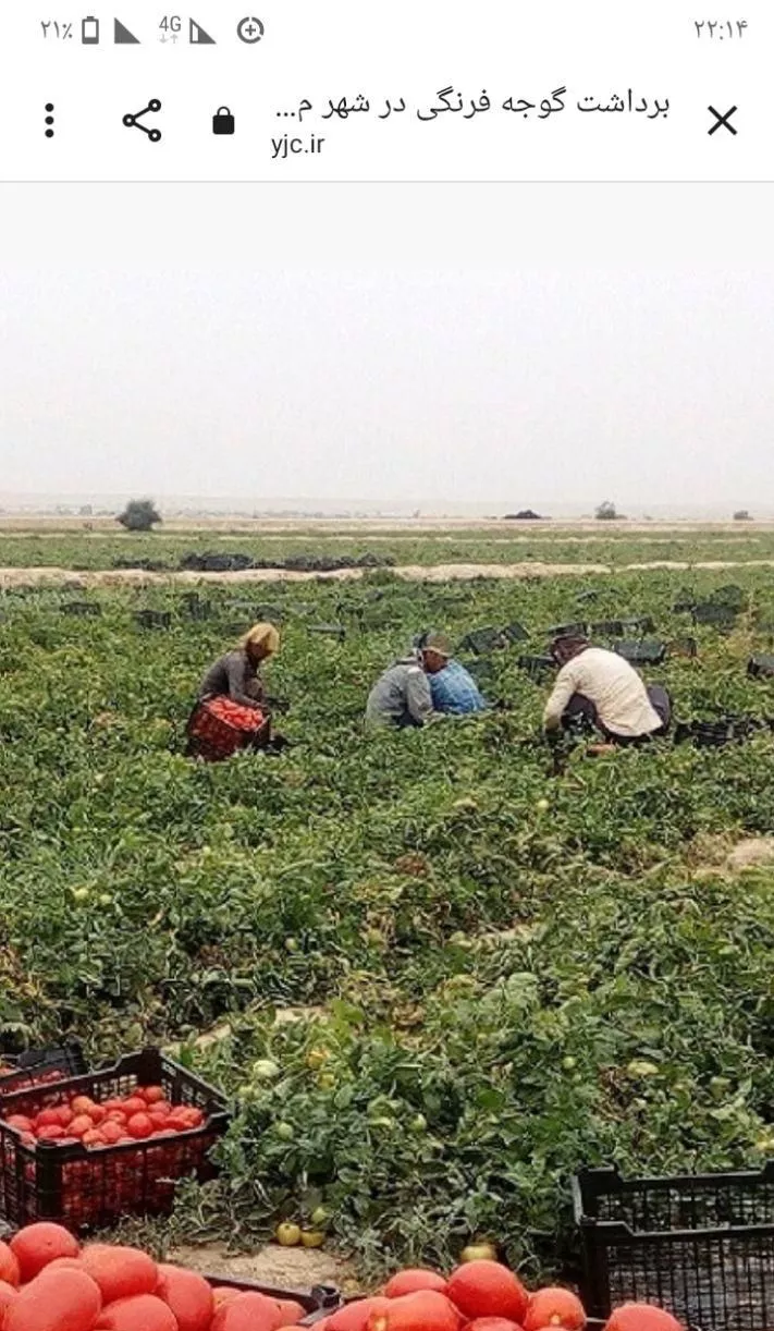 اجاره زمین برای کشت خیار گوجه