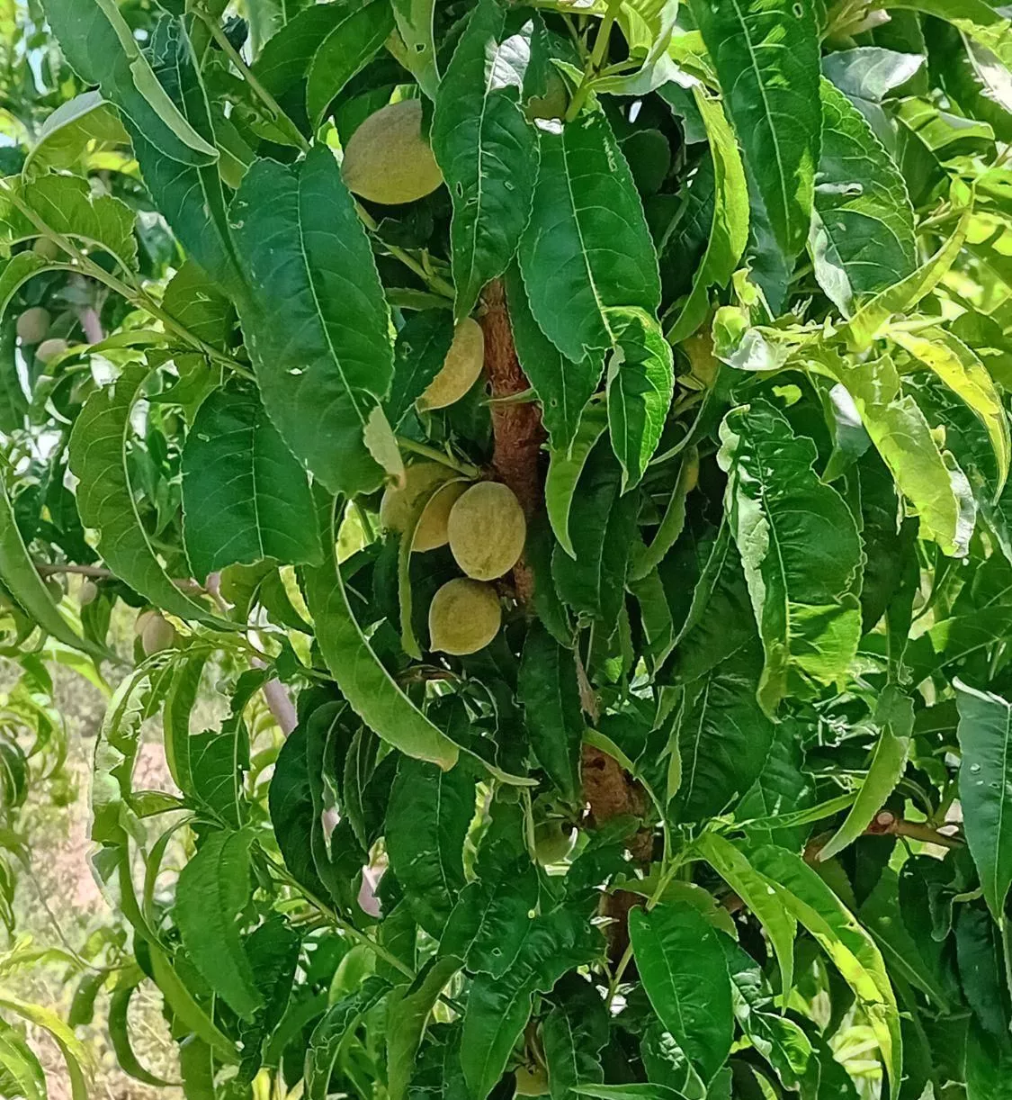 باغ انگور شهرتاکستان