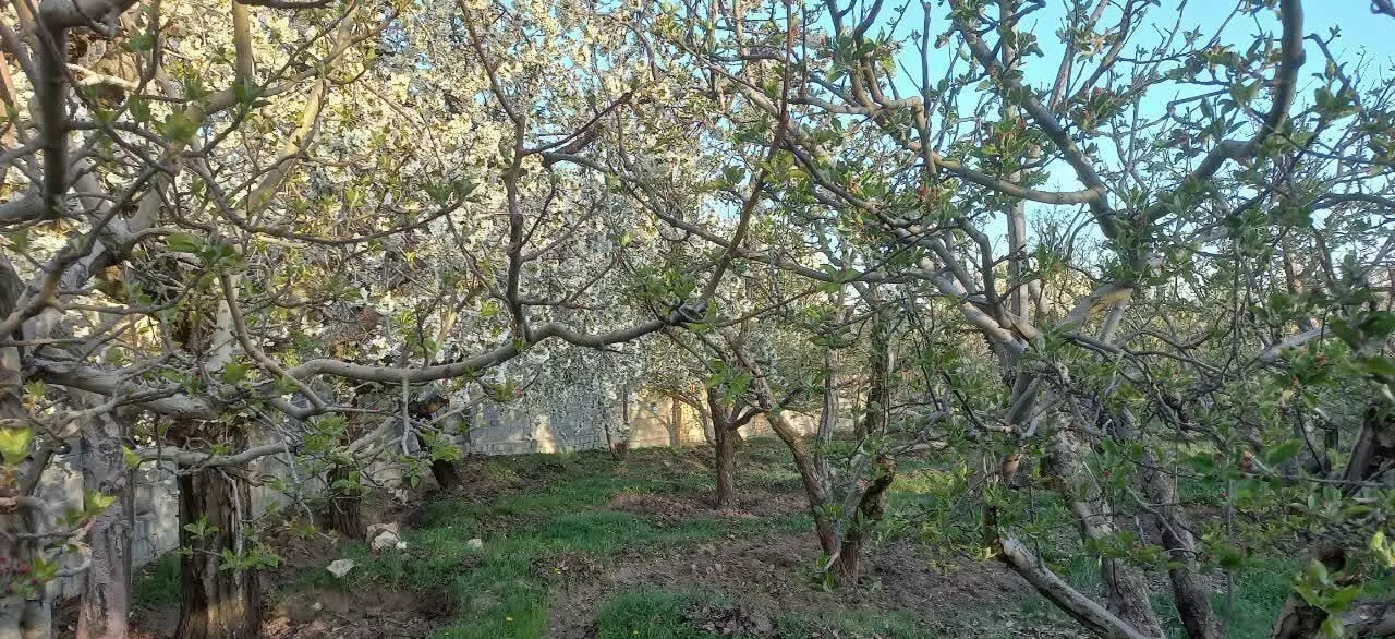 ۵۰۰ متر باغ سیب جابان دماوند