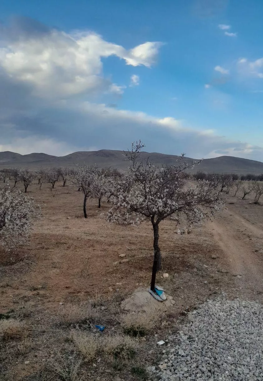 فروش باغ با درختان بارده در عباس آباد نقنه