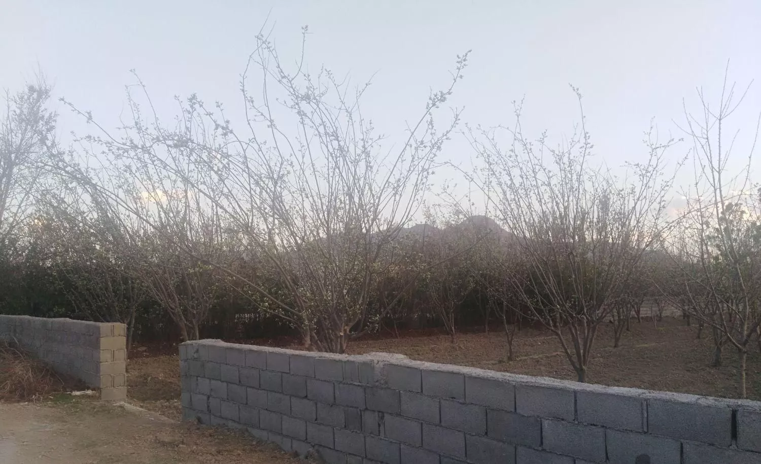 باغ 1500متری با درختان 6ساله واقع درزیباشهر