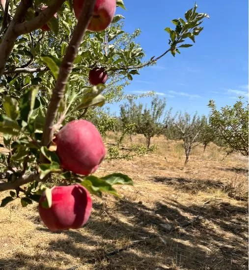 باغ میوه سیب و گردو   دماوند فیروزکوه