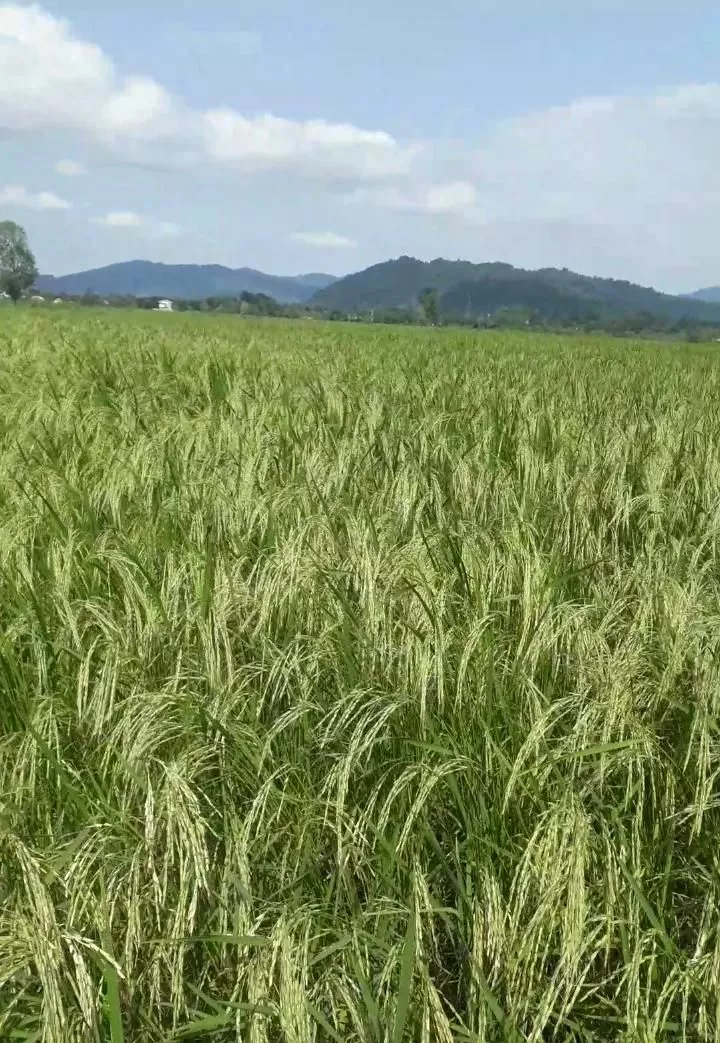 مزرعه برنج ۱۵۰۰متر در لیالمان
