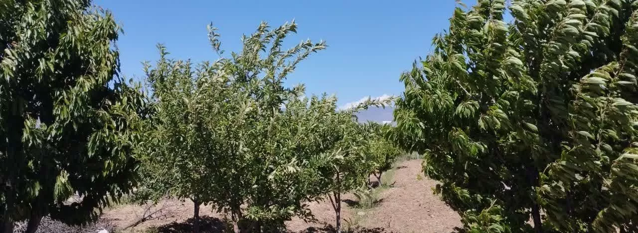 باغ میوه 1500 متر، فنس کشی شده سند دار