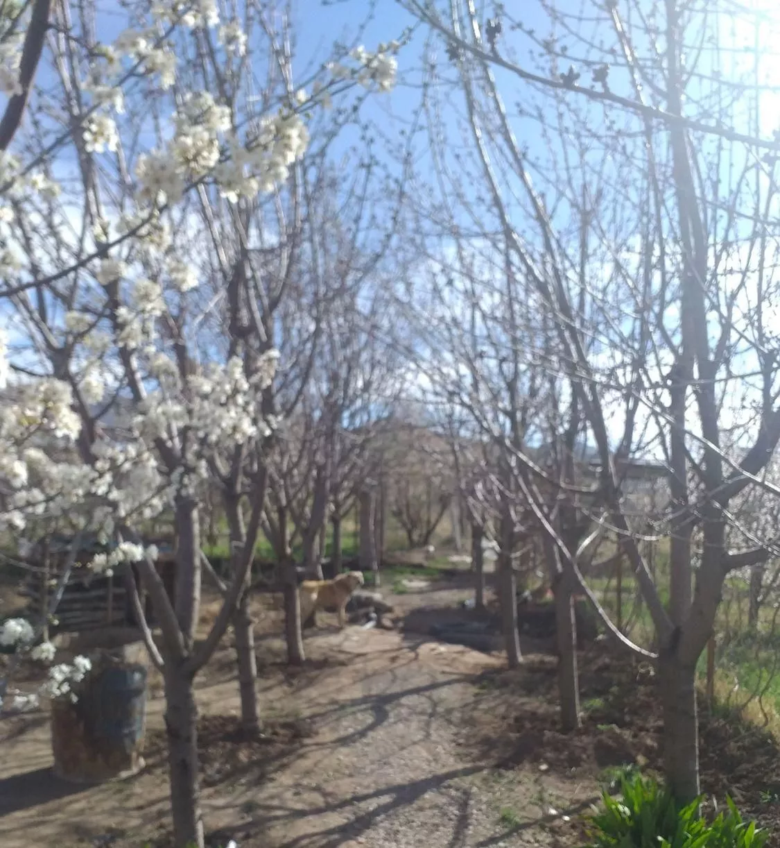 باغ ۵۰۰ متری دارای در ختان میوه