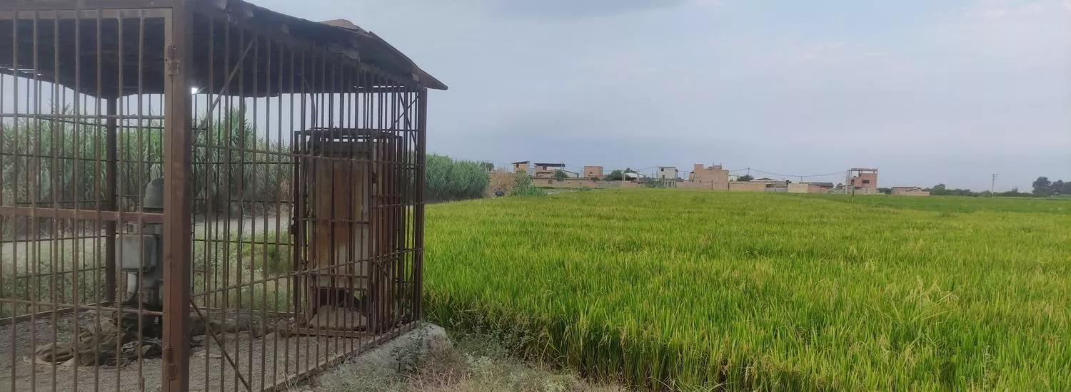 زمین کشاورزی مرغوب وصل به بافت روستای هاشم آباد