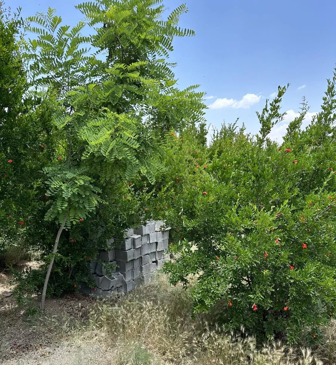 باغ ۴دیواری قلعه شور روبروی روران