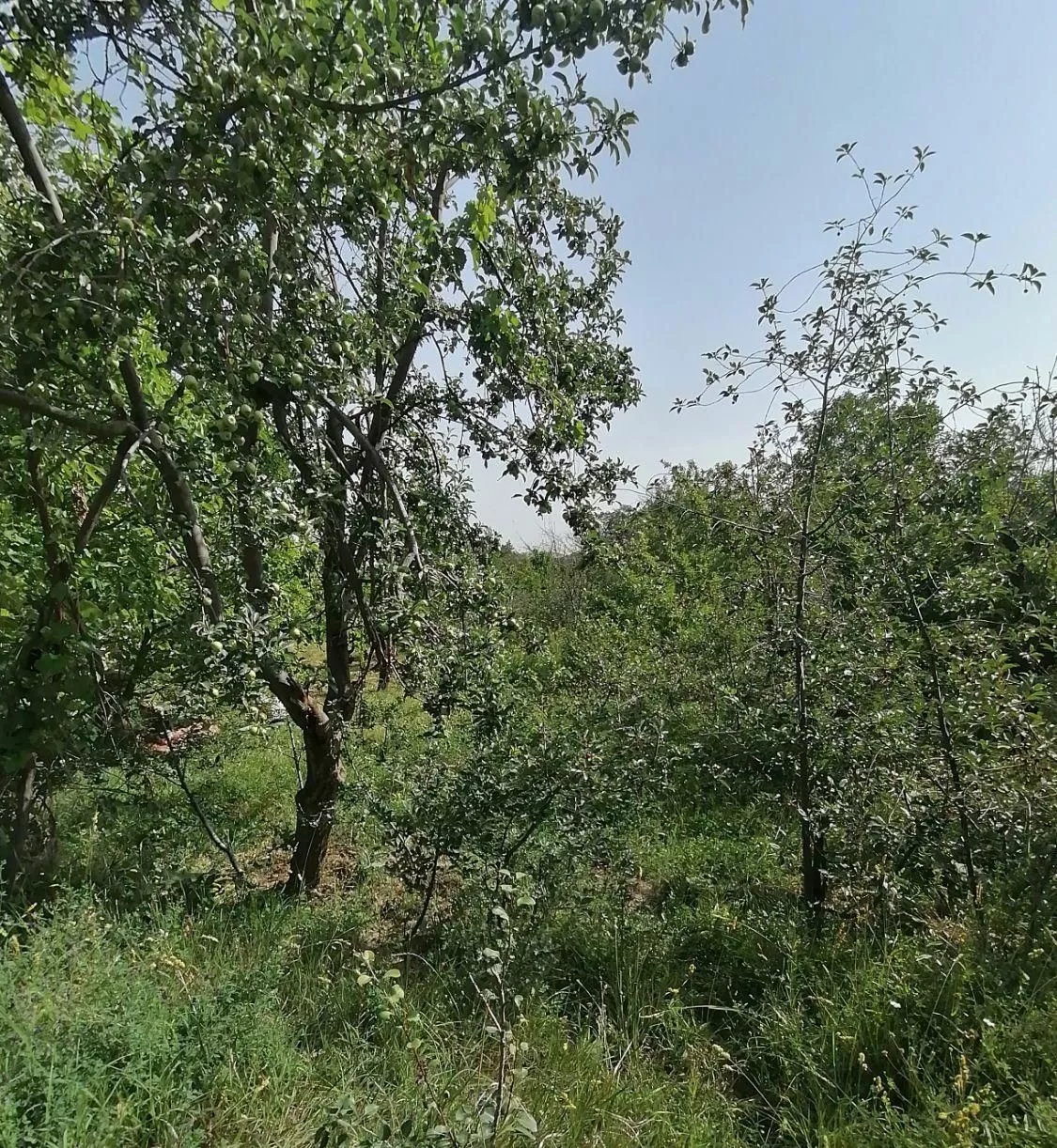 باغ دارای آب و درختان میوه در دولت آباد