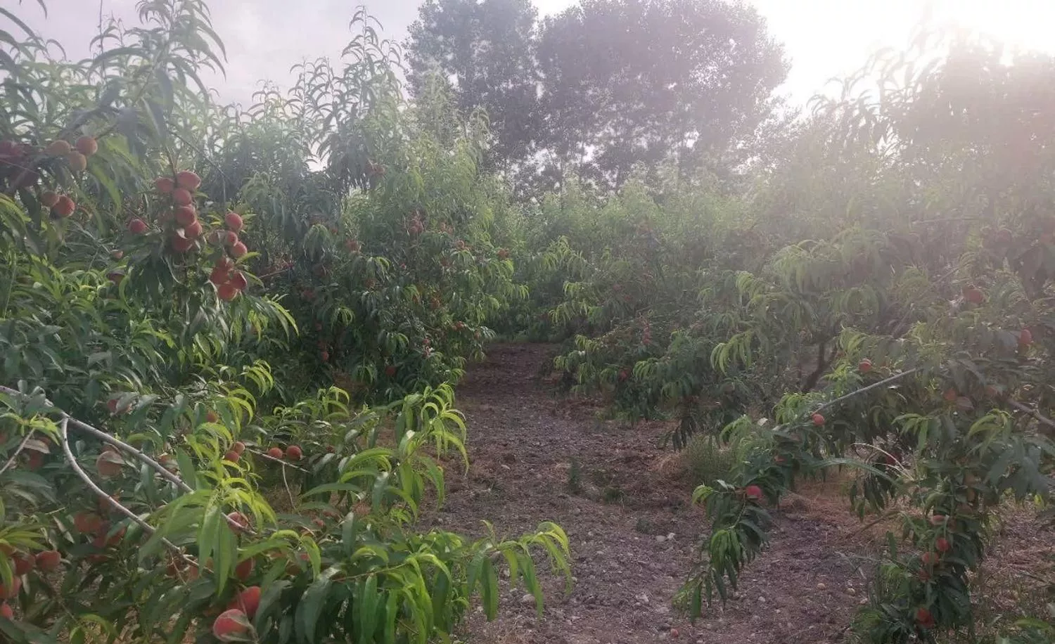 باغ سیاه ریشه هلو سرخابی و درخت موریتانی  هشت ساله