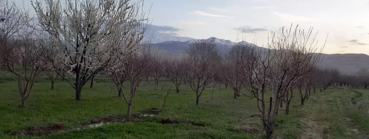 باغ میوه در روستای جهان آباد