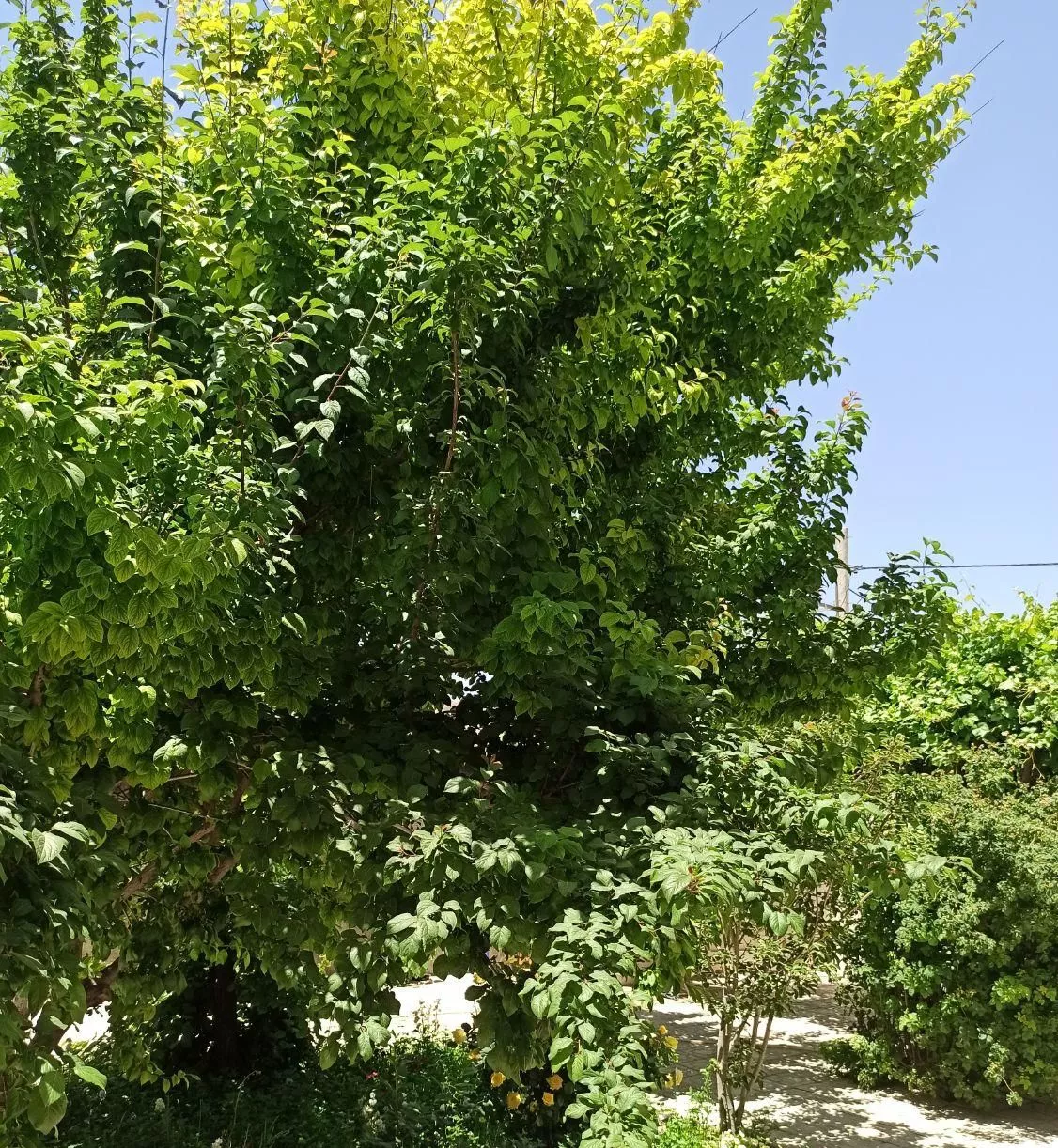 باغ ویلا روستای در شهر پیربکران