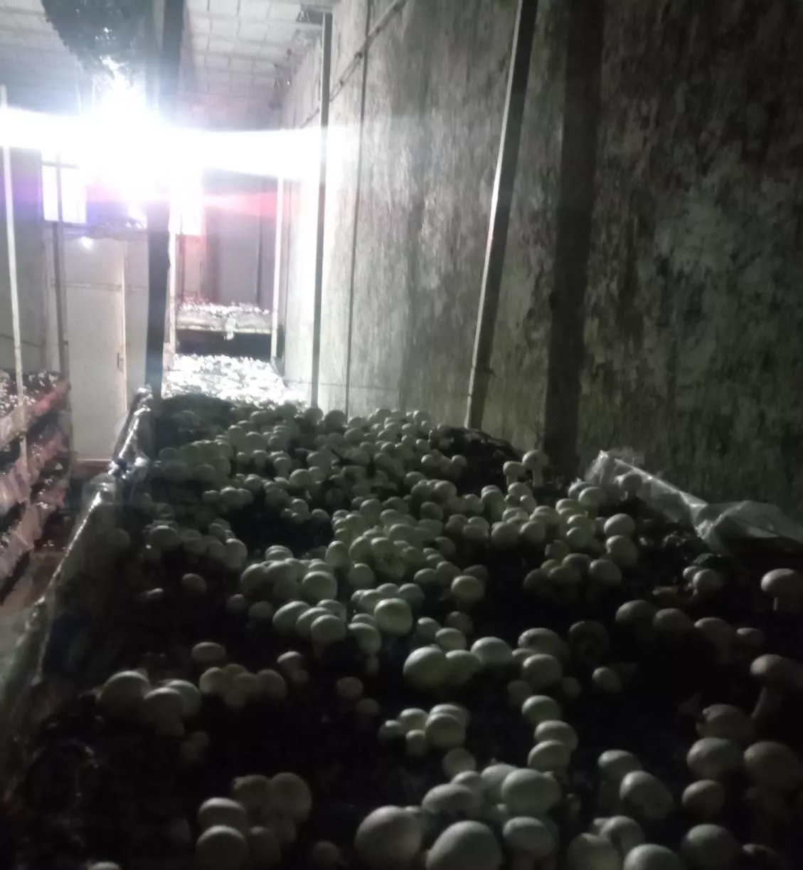 80متر سالن پرورش قارچ در تفیهان تیون