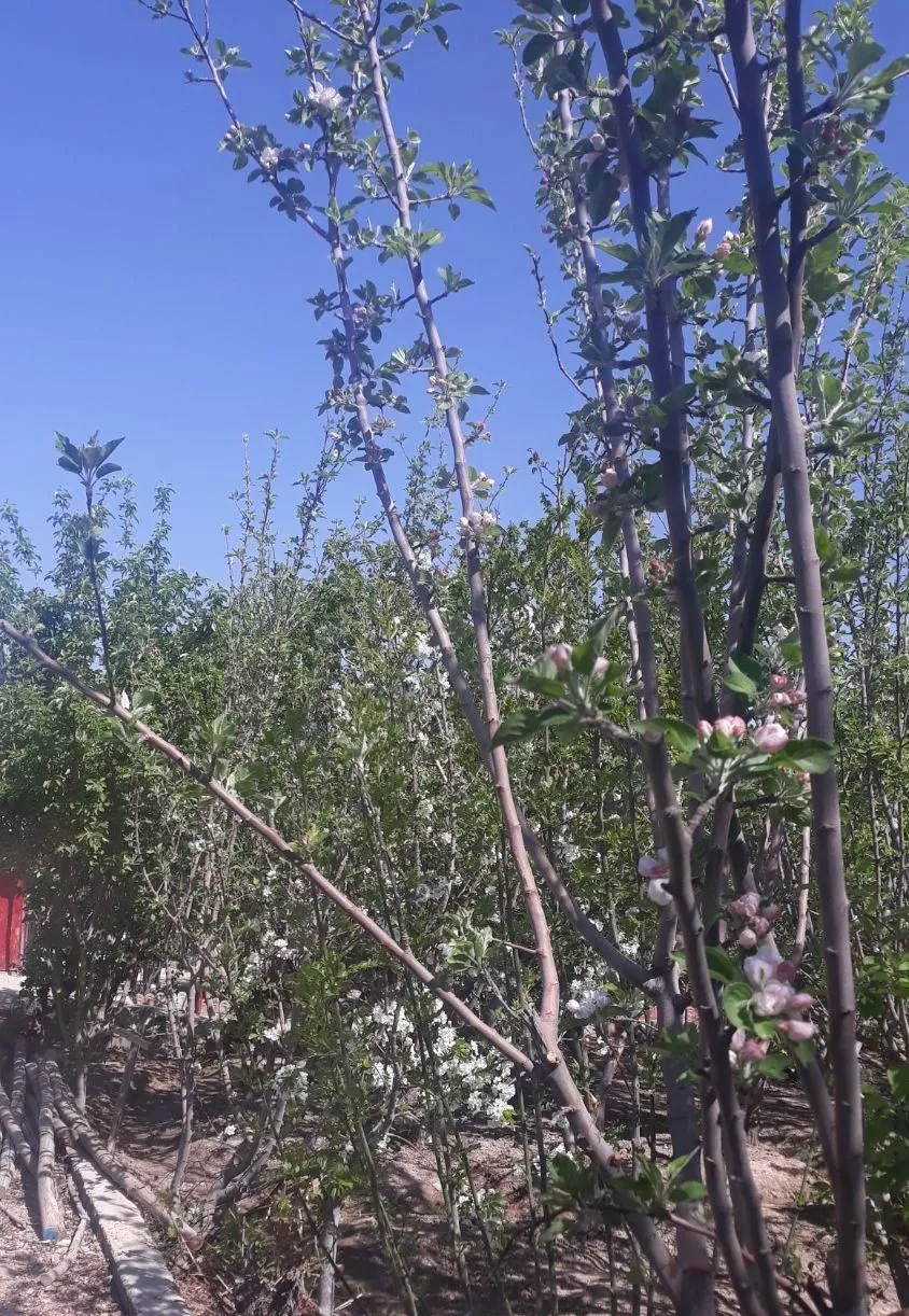 باغ میوه با مجوز جهاد و شهرداری