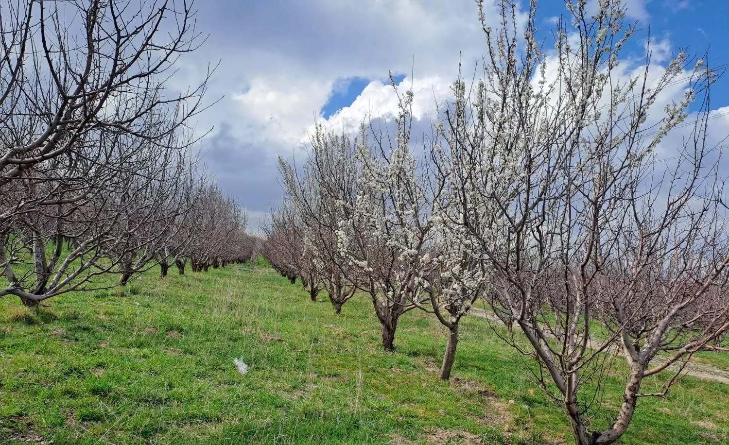 فروش یک باغ سیب بادرختهای ۲۰ساله جوان پربار