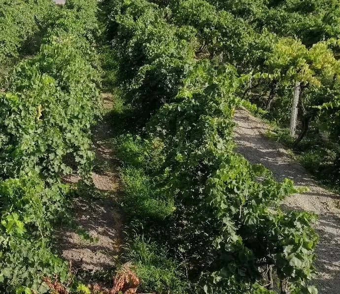 باغ انگورایستاده با کاربری سنتواردوشاهی بر آسفالت