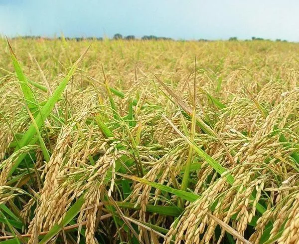 زمین برنج کالی یاسوج