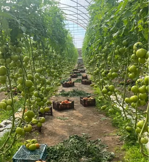 فروش گلخانه هیدروپونیک در شهرستان بم نظامشهر