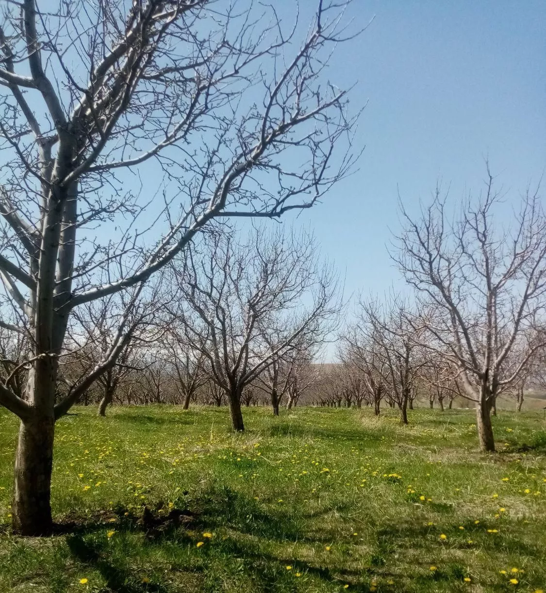 باغ سیب به مساحت ۶۰۰۰ مترمربع