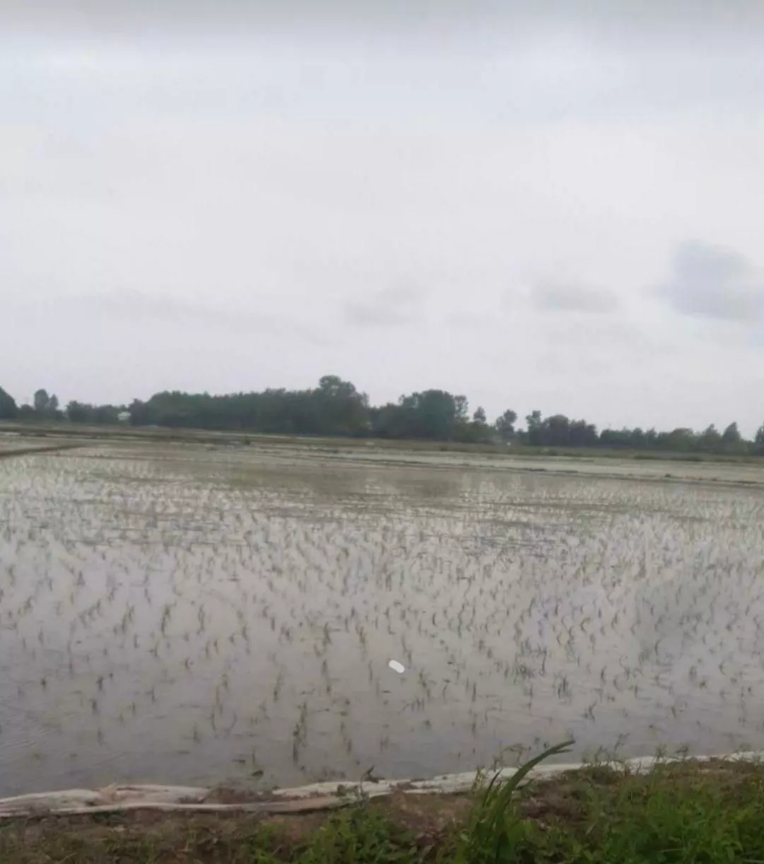 زمین کشاورزی برنج همراه سند