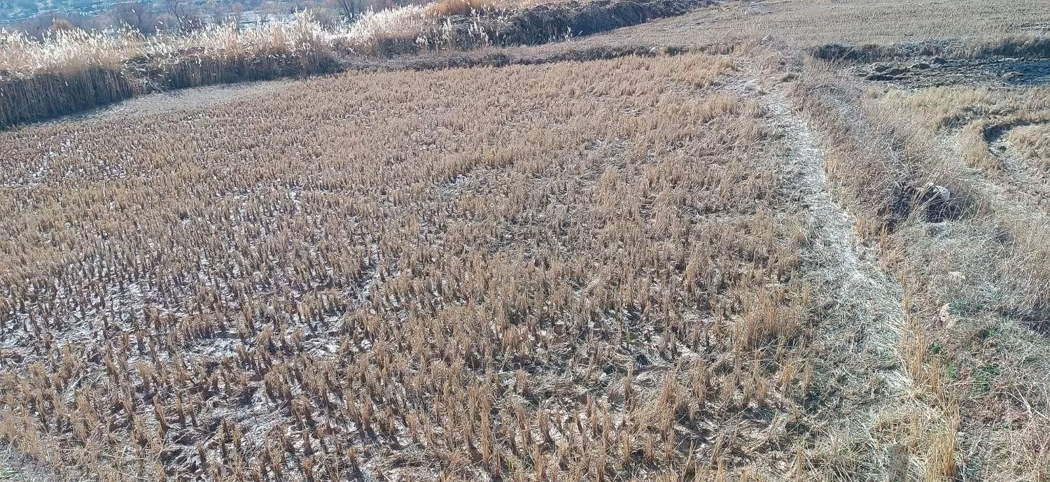 زمین کشاورزی برنجکاری  ۱۰۰۰ متر