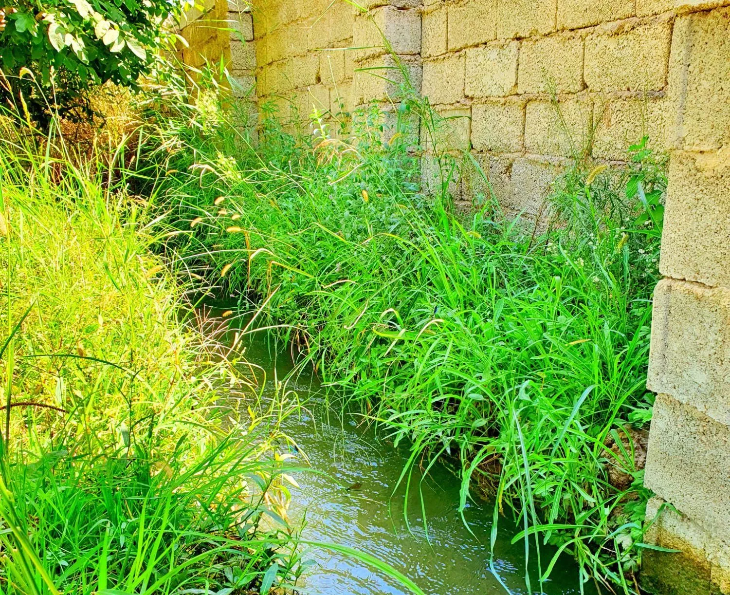 باغ با آب مستقیم رودخانه داخل باغ