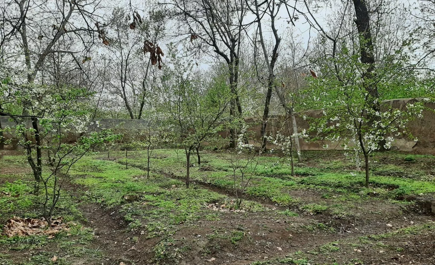 باغچه با سند ۶ دانگ چسبیده به محدوده مسکونی