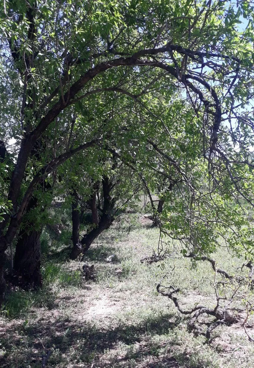 باغ بادام و انگور ۸۰۰ متر فاصله تا قزوین ۱۰ km