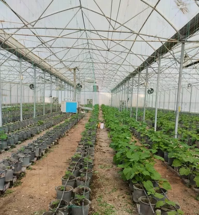 فروش مجتمع گلخانه به متراژ کل ۱۵۰۰۰ متر مربع