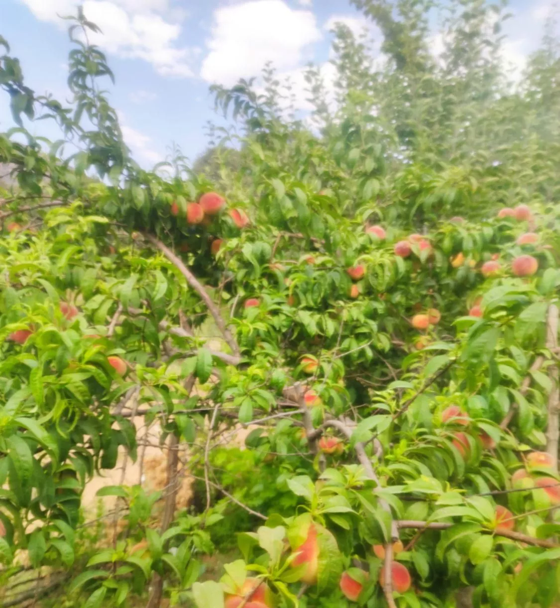فروش باغ ثمری با انواع درختان میوه