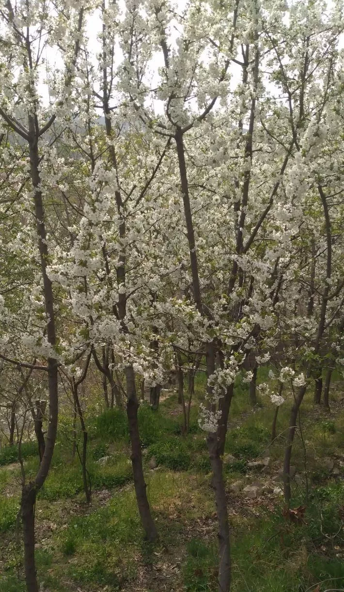 باغ میوه ۵۰۰ متری در قلب تهران