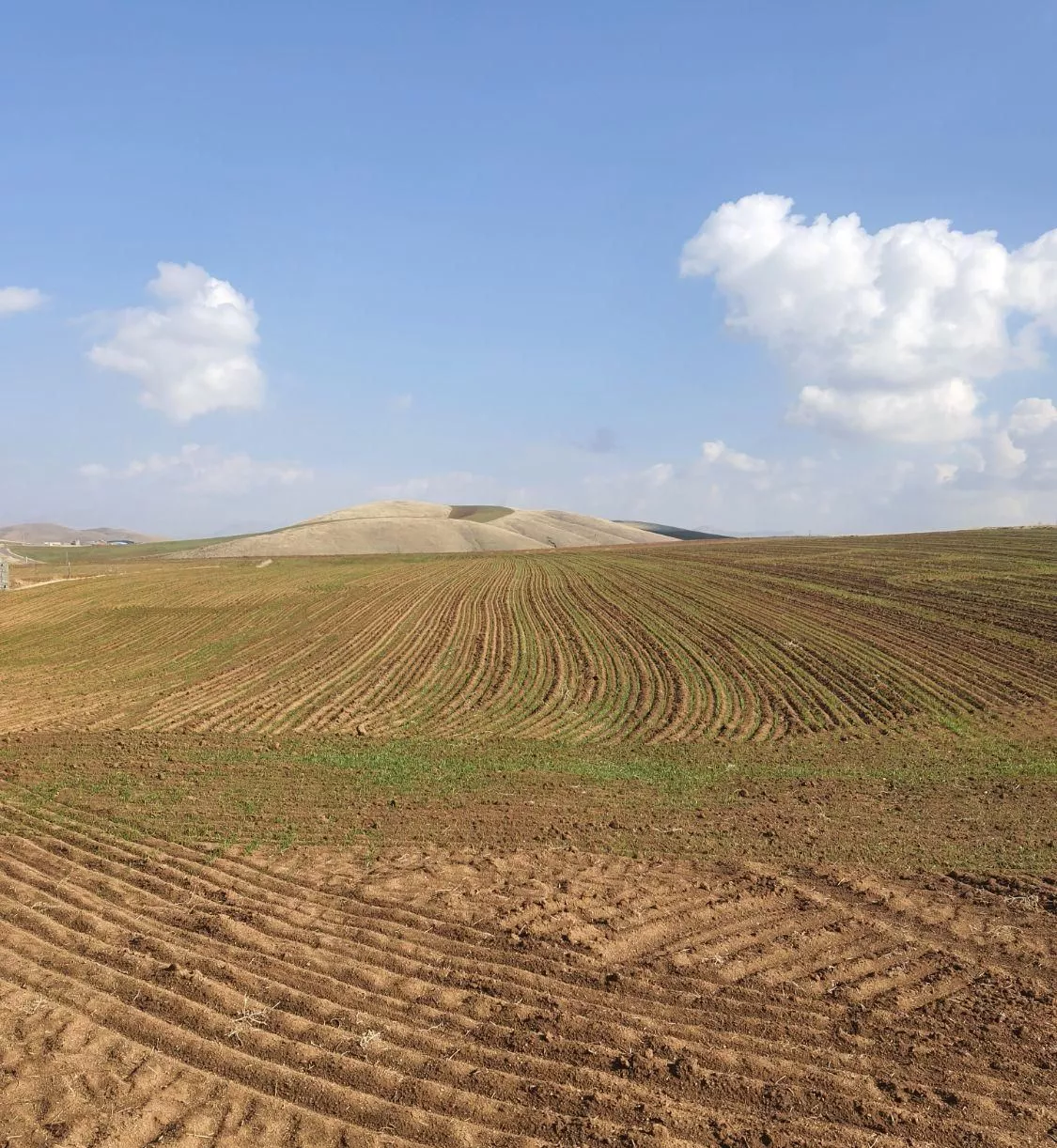زمین کشاورزی ۱۶ هزار متر دو نبش جاده دارد