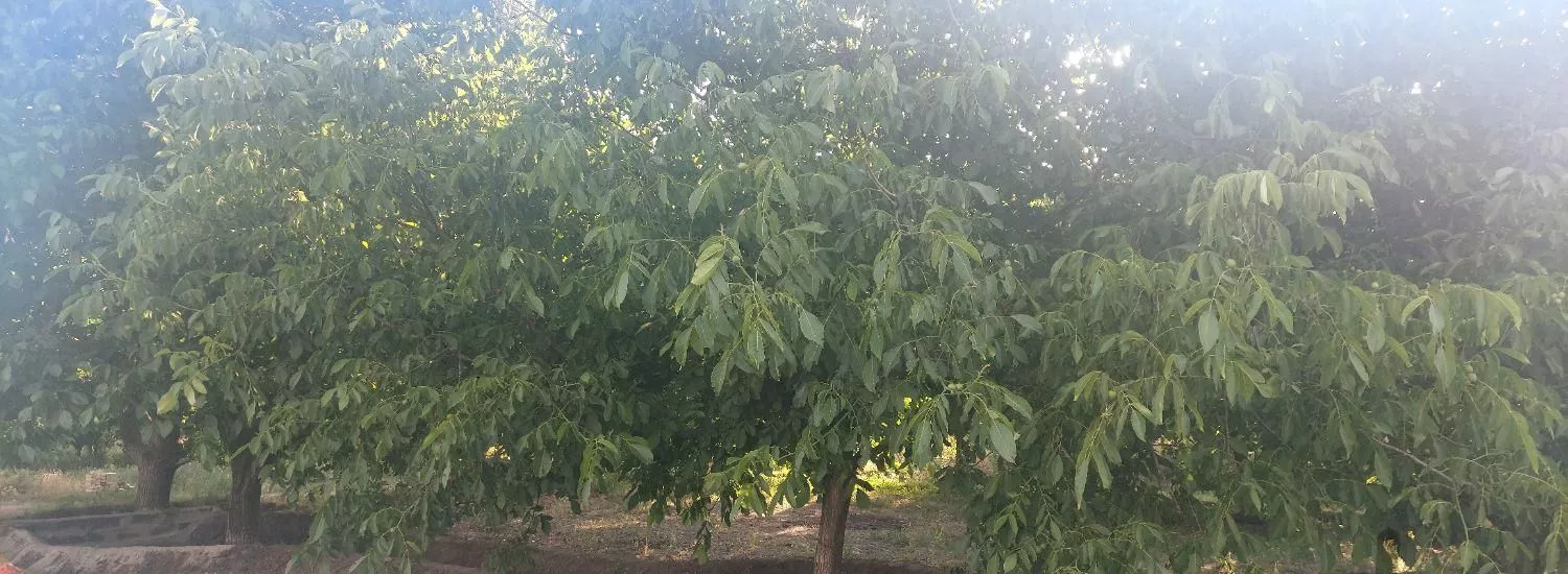 ۱۲۰۰متر باغ انگور انواع درخت میوه   در ازندریان