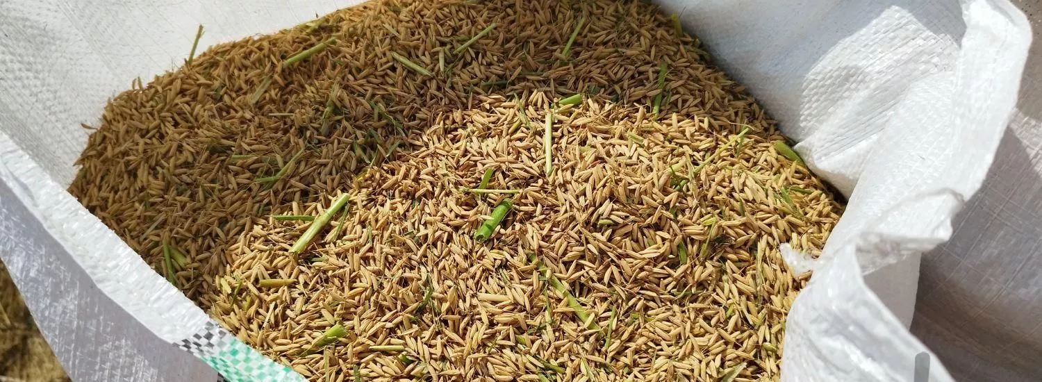 زمین کشاورزی با کشت برنج