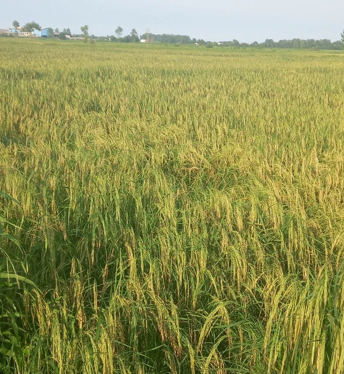 زمین زراعی( برنج) در استان گیلان شهر رودسر