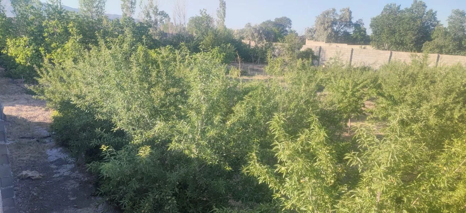 فروش باغ بادام وگردو و زمین در سیس با متراژ دلخواه
