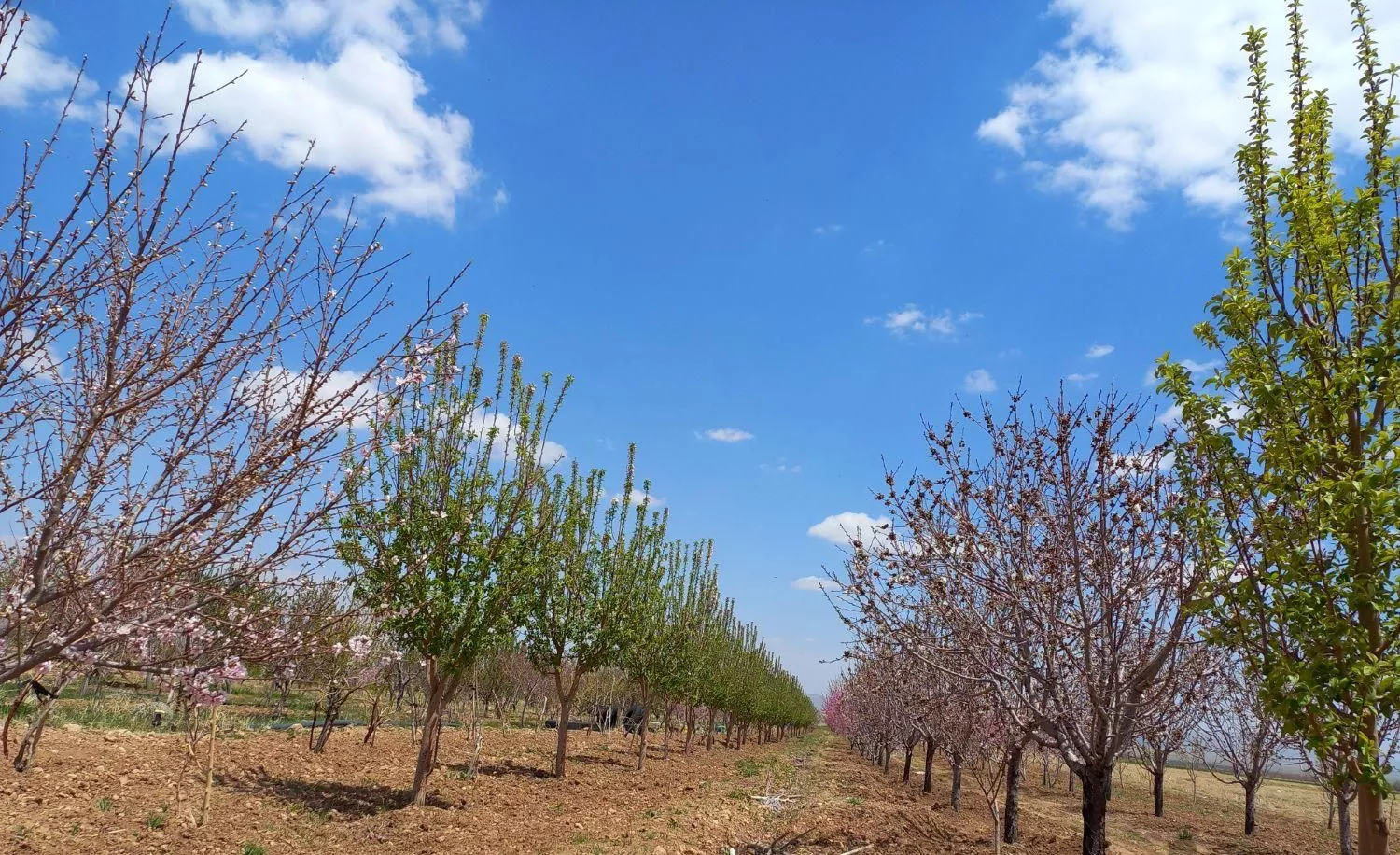 فروش زمین باغ چهارصد درختی در حوالی آباده
