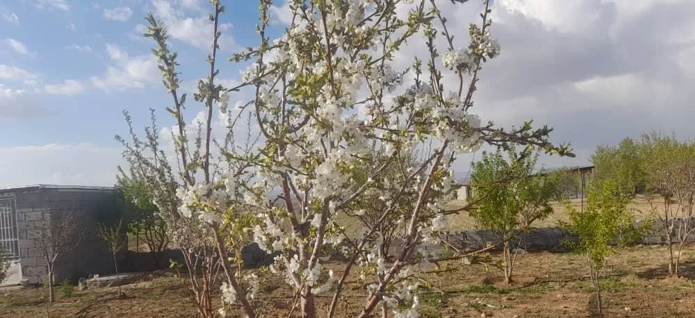 باغ با درختان اصلاح نژاد شده مثمر