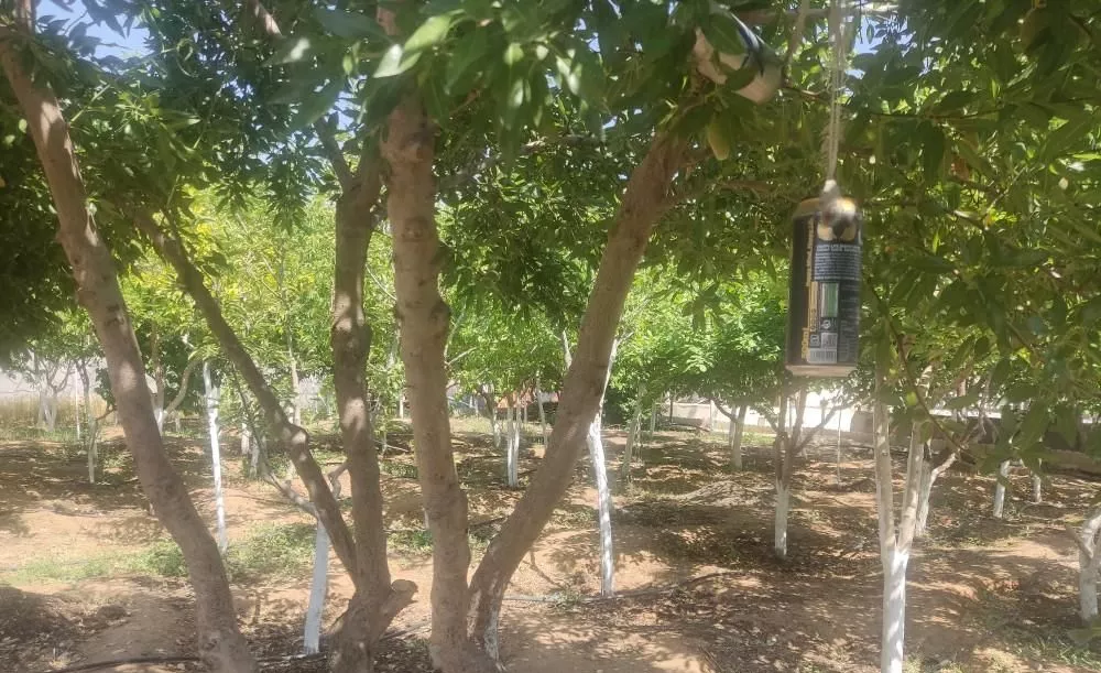 یک باغ ویلا فول ۹۰۰متری سند ملکی