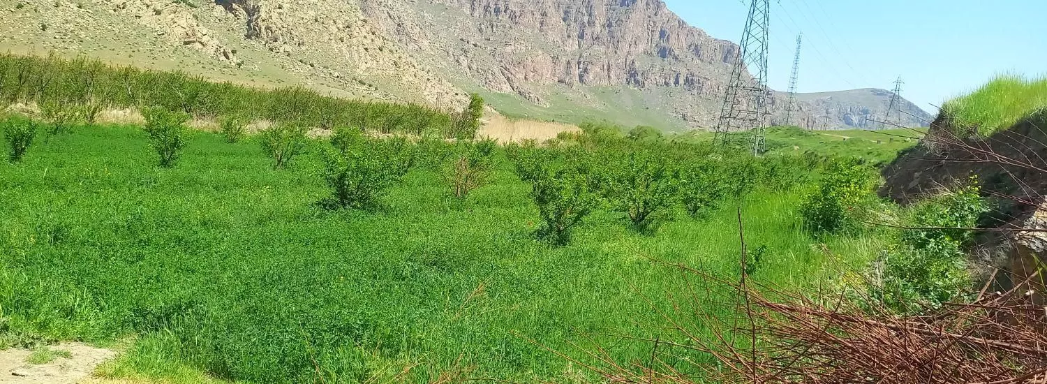 باغ میوه ۲۴۰۰ متر در حسین آباد چمچمال