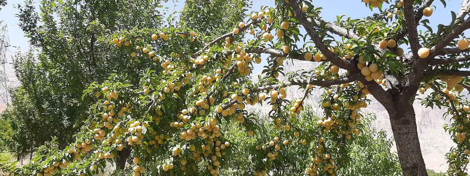 فروش باغ میوه نزدیک شهر کرمانشاه