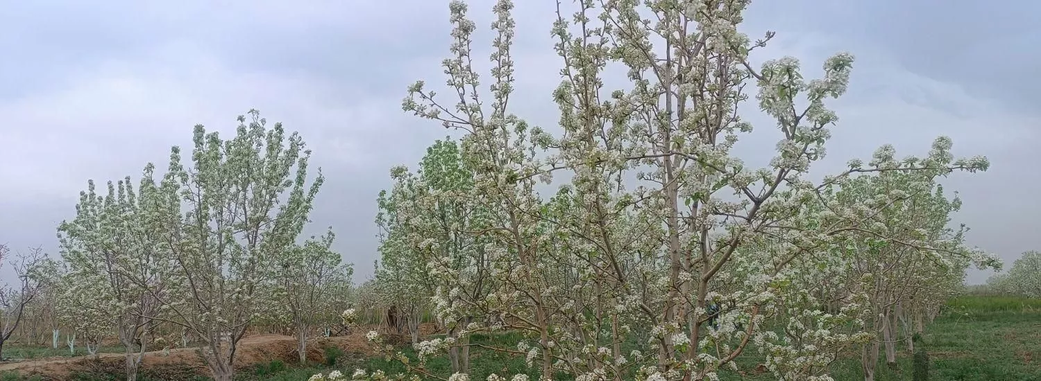 باغ گلابی 2000متری در جهان آباد الوند