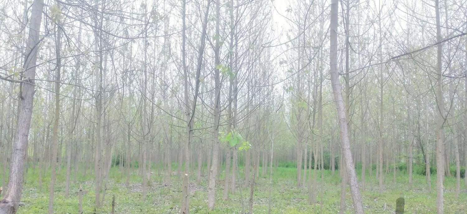 3هکتار زمین (30هزار متر)باغ چوب ۳ ساله