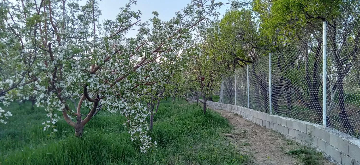 باغ میوه 2500مترساوه غرق آبادج کله دشت محمود آباد