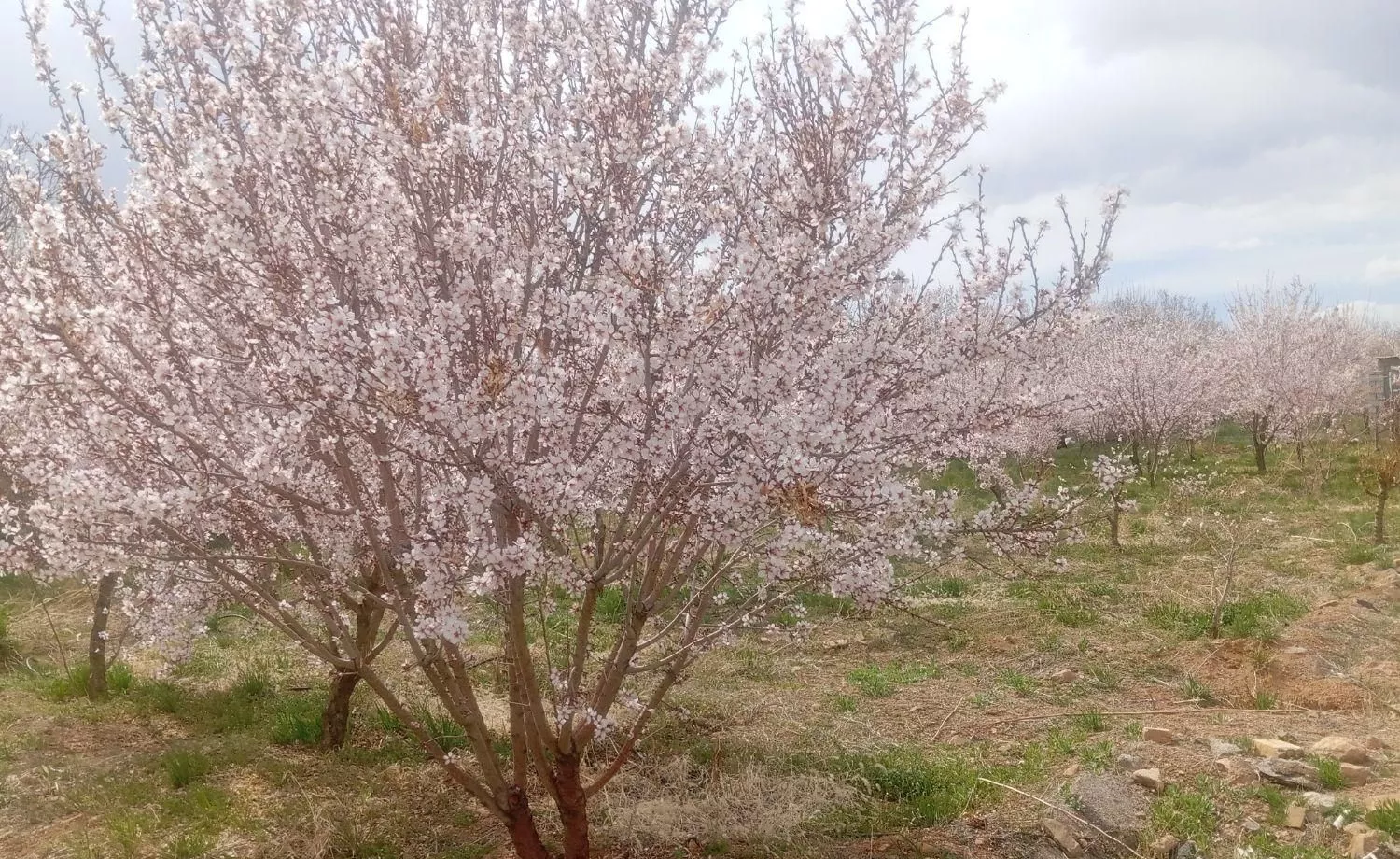 باغ کشاورزی حوالی زمان خان شهرستان سامان