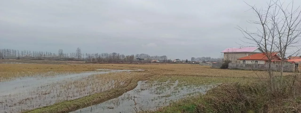 زمین کشاورزی در نزدیکی شهر فومن