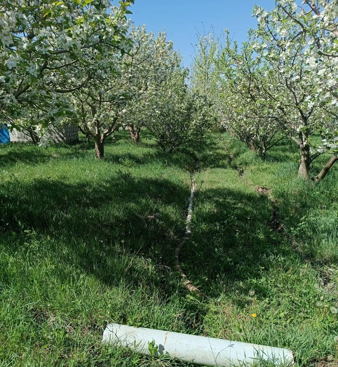 باغ سیب با مساحت 5000هزار حکتار