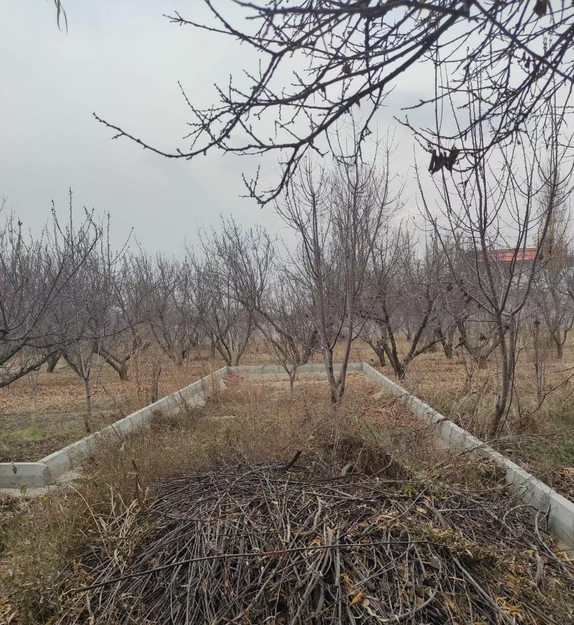 باغ مشجر دارای درختان ۲۰  ساله میوه دیوار کشی شده