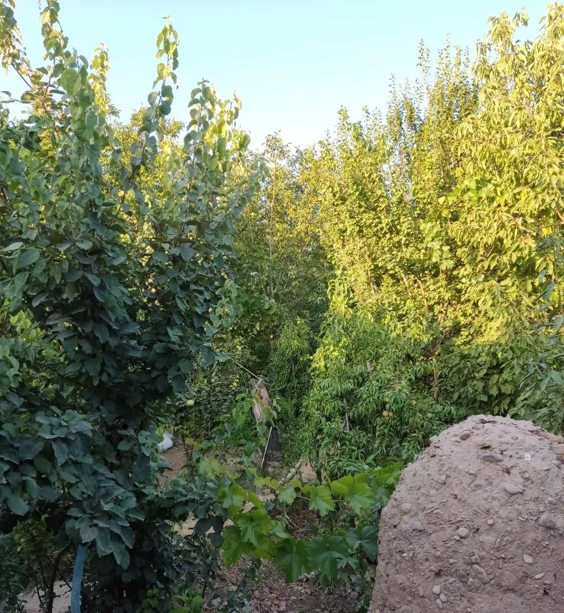 باغ با مساحت 680متر در ماهان کرمان