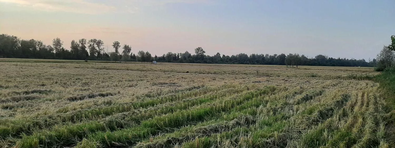 زمین شالیزار برنج ۷ هزار متر (گیلان) آستانه