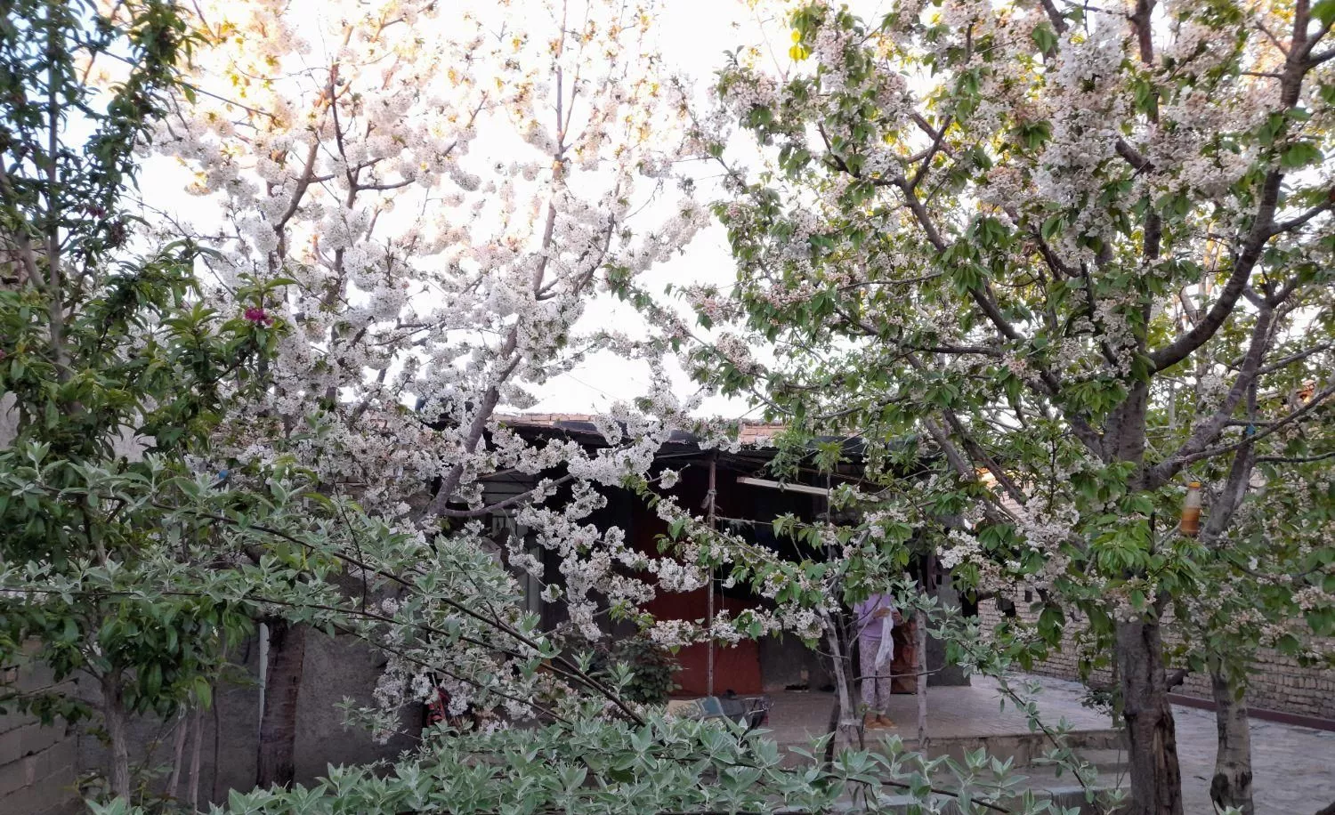 خانه باغ روستای خرمآباد چناران
